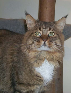 Willowplace Shenandoah - maine-coon