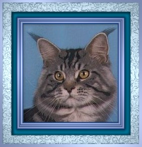Willowplace Jubilation of Winfield - maine-coon