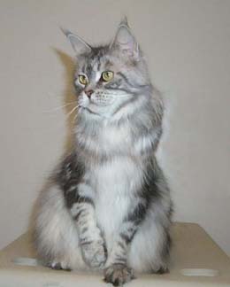 Willowplace Jessica James - maine-coon