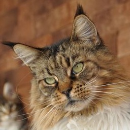 Willowplace Tigra of Lioncoon