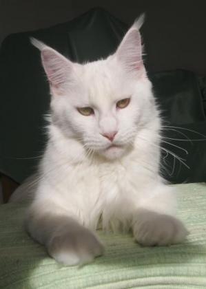 Lioncoon Himalaya - мейн-кун