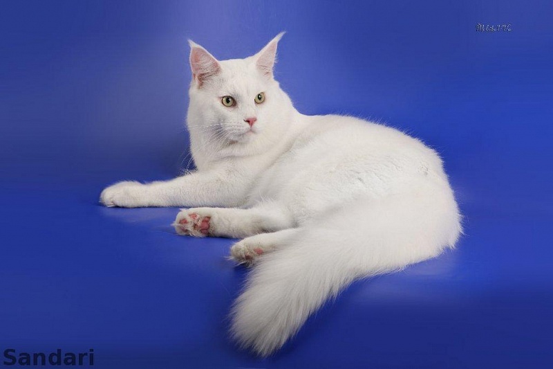 Ifrit Long Meadow - maine-coon