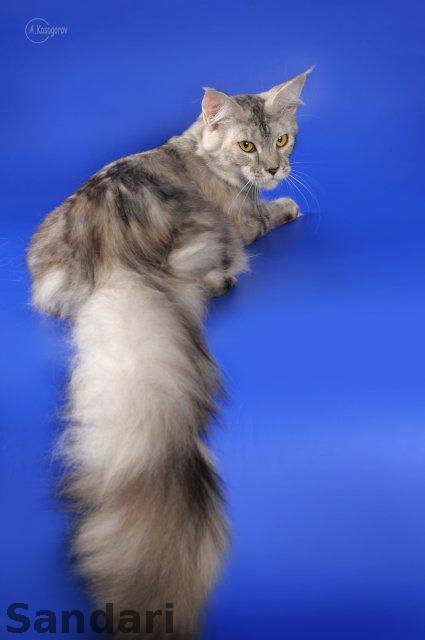 Halwa Murhouse - мейн-кун