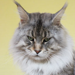 Admiral Mighty Giant