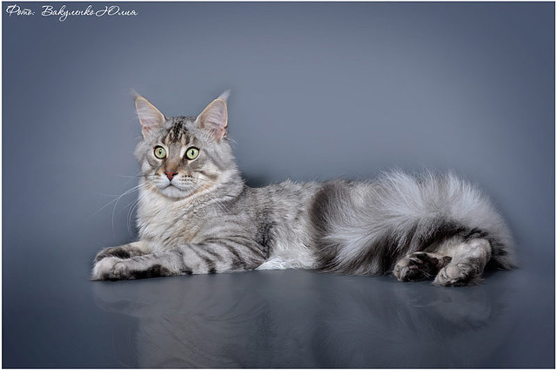 Admiral Mighty Giant - maine-coon