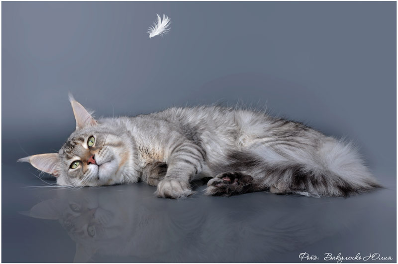 Admiral Mighty Giant - maine-coon