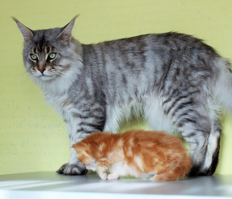 Admiral Mighty Giant - maine-coon