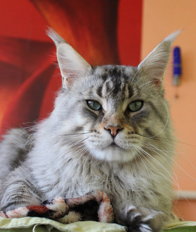 Admiral Mighty Giant - maine-coon