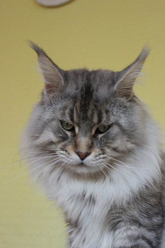 Admiral Mighty Giant - maine-coon
