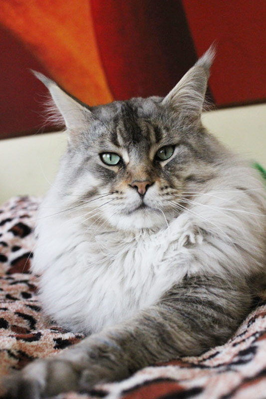 Admiral Mighty Giant - maine-coon