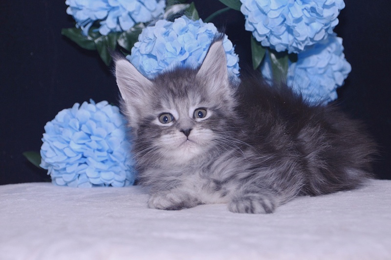 Tigress Akbars - Kitten maine-coon 4 weeks