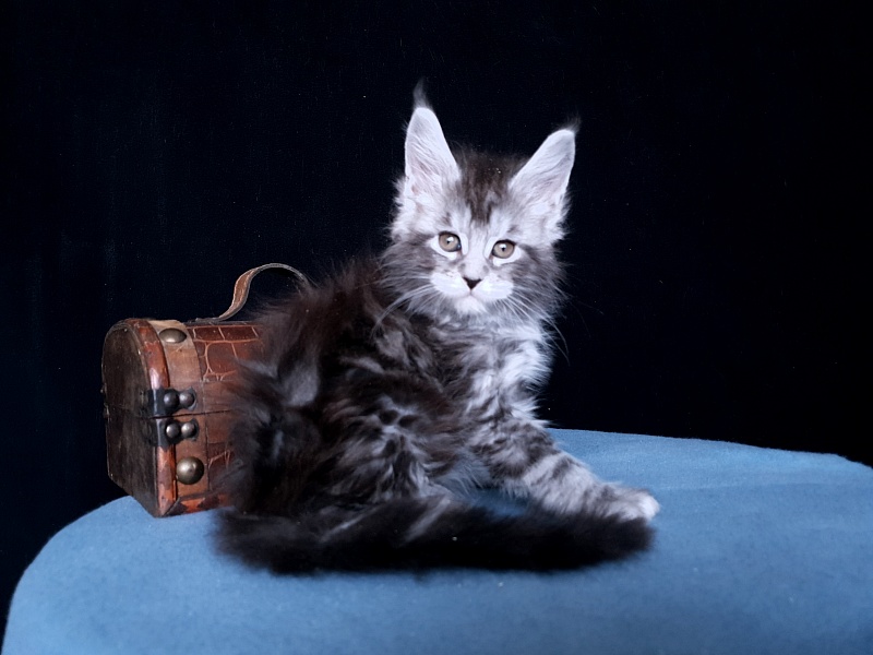 Tigress Akbars - Kitten maine-coon 1 month 1 week