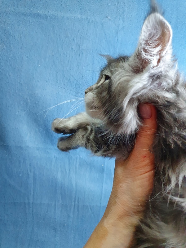 Tigress Akbars - Kitten maine-coon 1 month 2 weeks