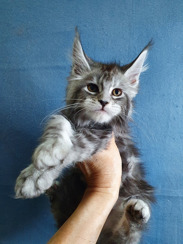 Tigress Akbars - Kitten maine-coon 1 month 2 weeks