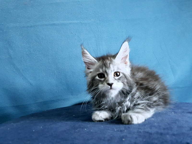 Tigress Akbars - Kitten maine-coon 1 month 2 weeks