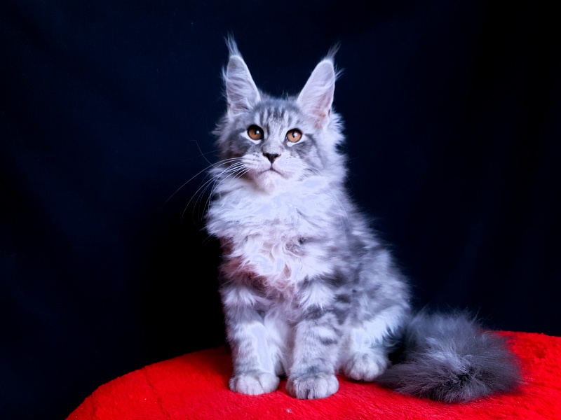 Tigress Akbars - Kitten maine-coon 2 months 2.5 weeks