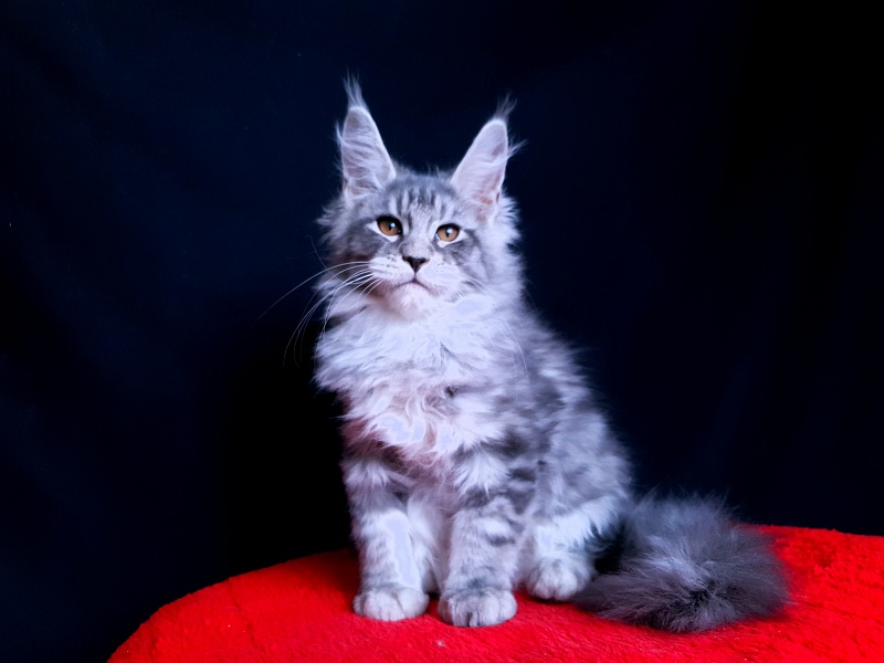 Tigress Akbars - Kitten maine-coon 2 months 2.5 weeks