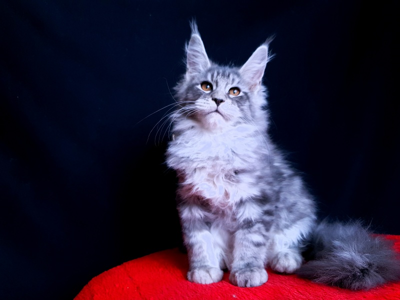 Tigress Akbars - Kitten maine-coon 2 months 2.5 weeks