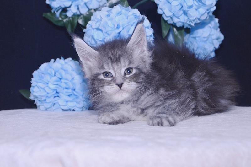 Tigress Akbars - Kitten maine-coon 4 weeks