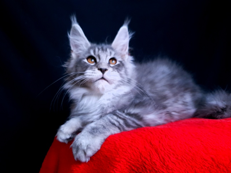 Tigress Akbars - Kitten maine-coon 2 months 2.5 weeks