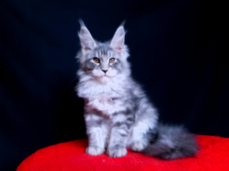 Tigress Akbars - Kitten maine-coon 2 months 2.5 weeks