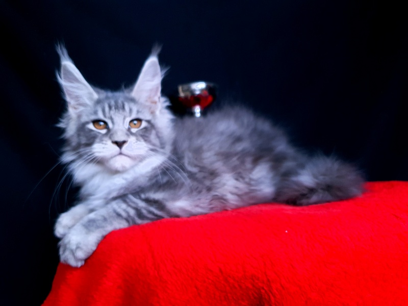 Tigress Akbars - Kitten maine-coon 2 months 2.5 weeks
