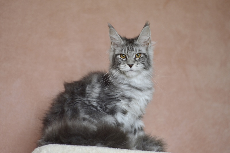 Tigress Akbars - Kitten maine-coon 4 months 1.5 week