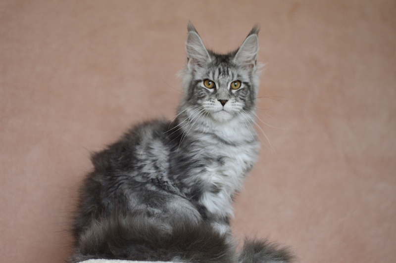 Tigress Akbars - Kitten maine-coon 4 months 1.5 week