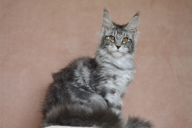 Tigress Akbars - Kitten maine-coon 4 months 1.5 week