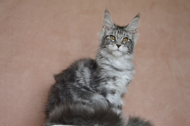 Tigress Akbars - Kitten maine-coon 4 months 1.5 week