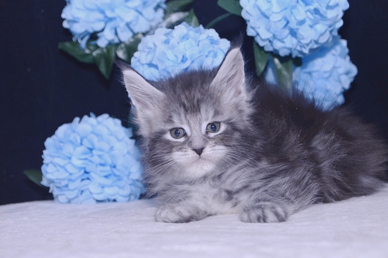Tigress Akbars - Kitten maine-coon 4 weeks