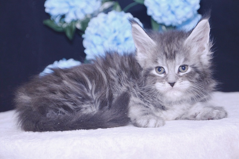 Tigress Akbars - Kitten maine-coon 4 weeks