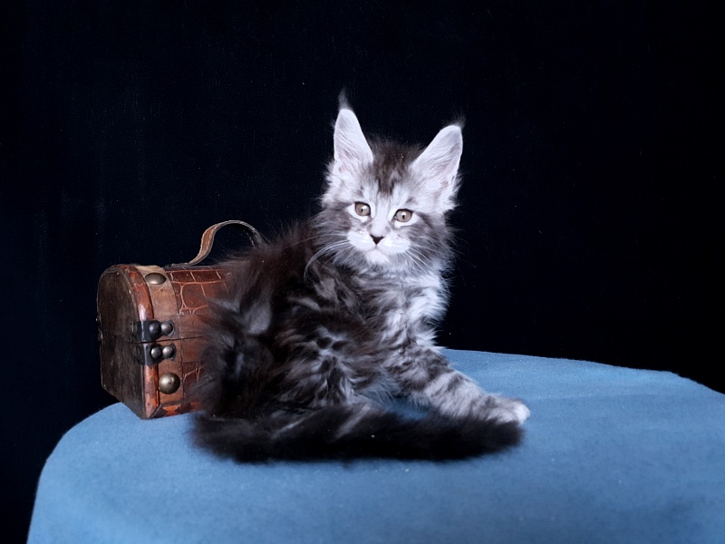 Tigress Akbars - Kitten maine-coon 1 month 1 week