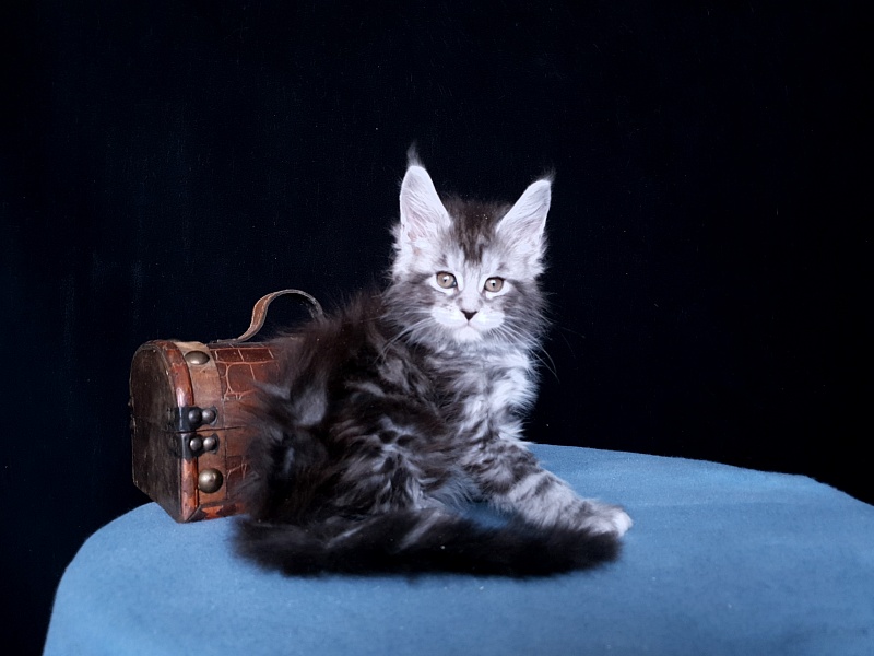 Tigress Akbars - Kitten maine-coon 1 month 1 week