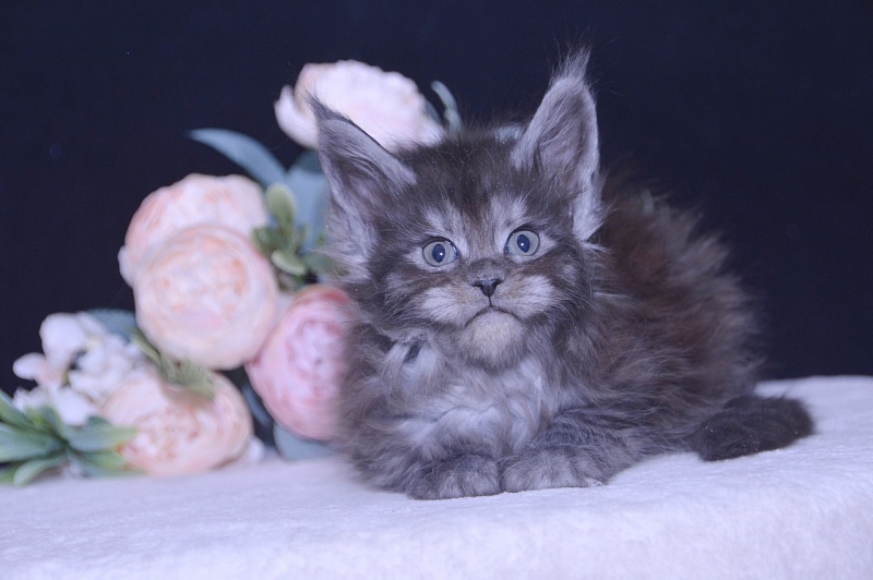 Tiffany Akbars - Kitten maine-coon 4 weeks
