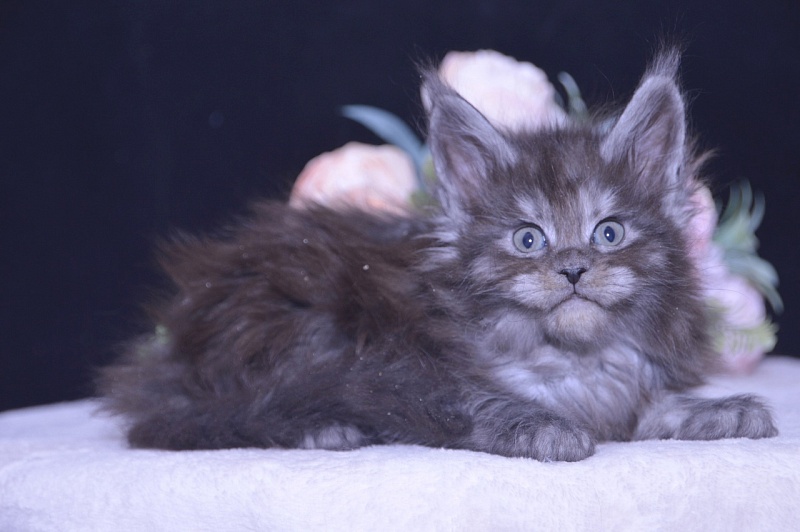 Tiffany Akbars - Kitten maine-coon 4 weeks
