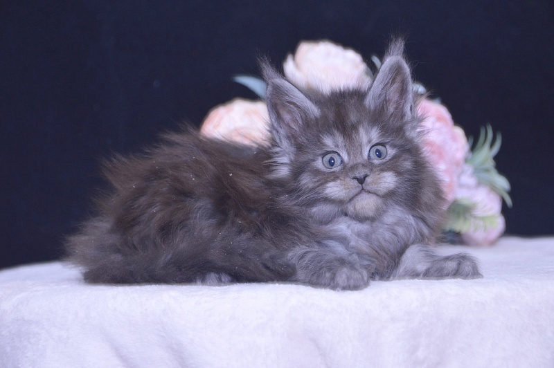 Tiffany Akbars - Kitten maine-coon 4 weeks