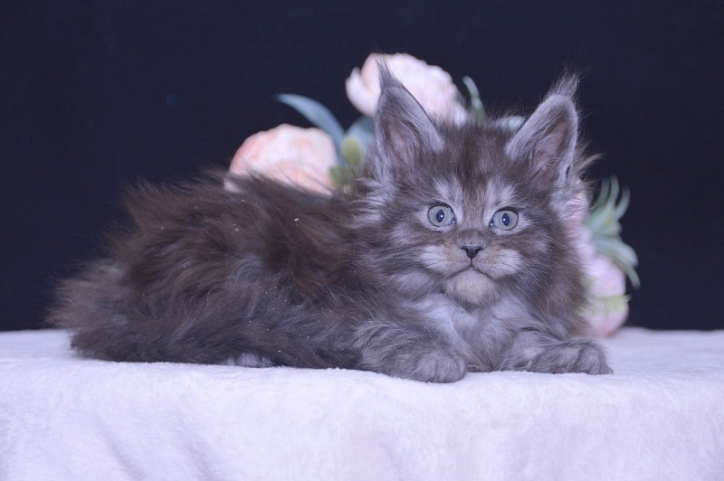 Tiffany Akbars - Kitten maine-coon 4 weeks
