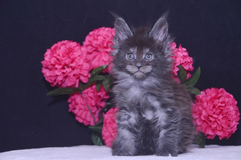 Tilda  Akbars - Kitten maine-coon 4 weeks