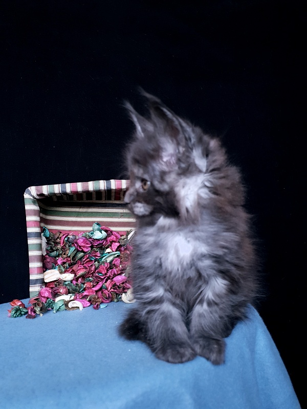 Tilda  Akbars - Kitten maine-coon 1 month 1 week