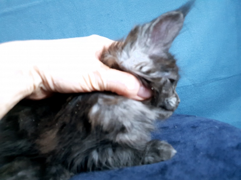 Tilda  Akbars - Kitten maine-coon 1 month 2 weeks