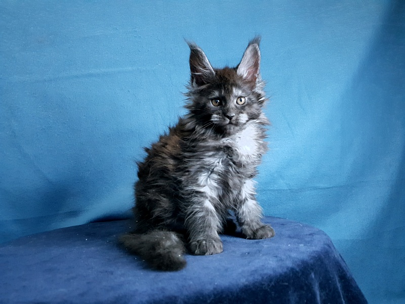 Tilda  Akbars - Kitten maine-coon 1 month 2 weeks