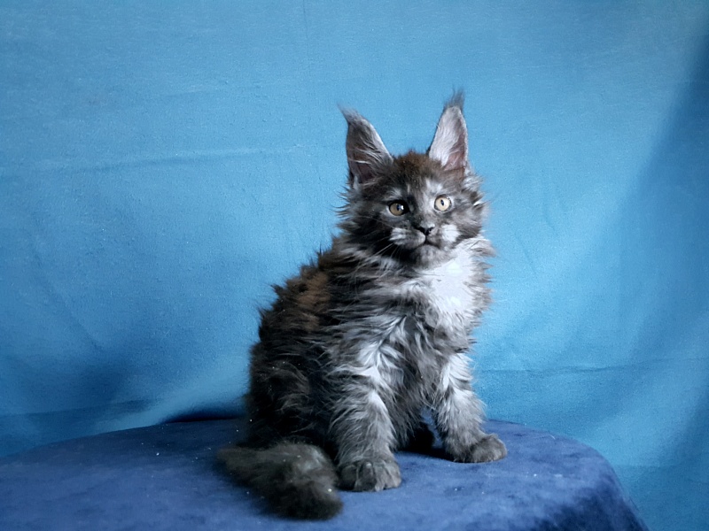 Tilda  Akbars - Kitten maine-coon 1 month 2 weeks
