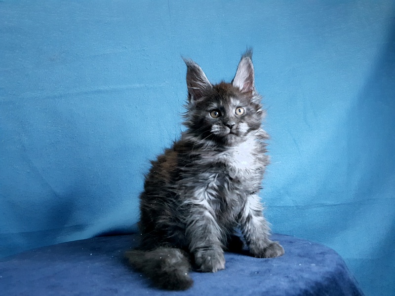 Tilda  Akbars - Kitten maine-coon 1 month 2 weeks