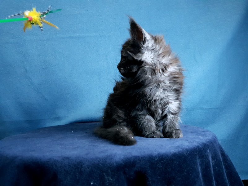 Tilda  Akbars - Kitten maine-coon 1 month 2 weeks