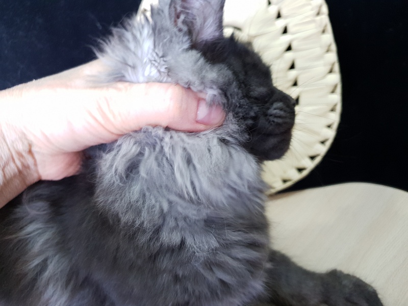 Tilda  Akbars - Kitten maine-coon 3 months 3 weeks