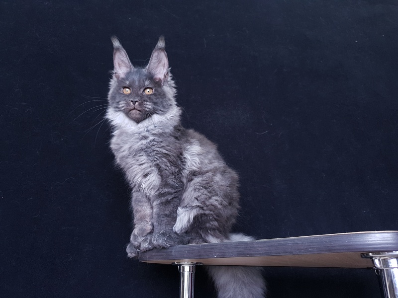 Tilda  Akbars - Kitten maine-coon 3 months 3 weeks