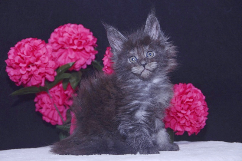 Tilda  Akbars - Kitten maine-coon 4 weeks