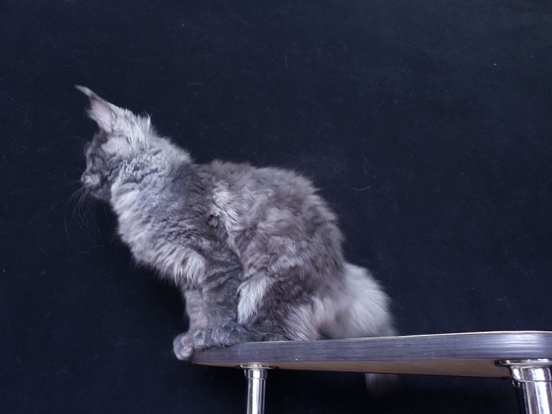 Tilda  Akbars - Kitten maine-coon 3 months 3 weeks