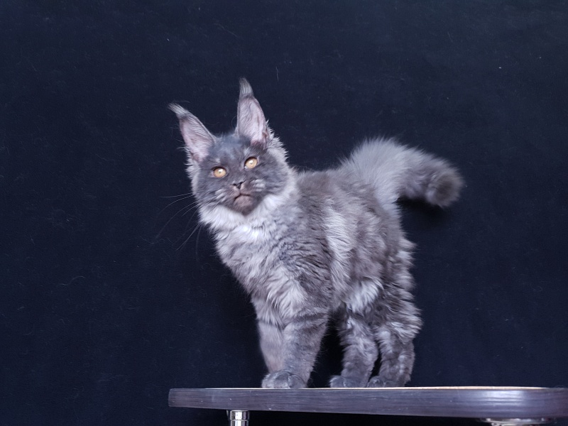 Tilda  Akbars - Kitten maine-coon 3 months 3 weeks